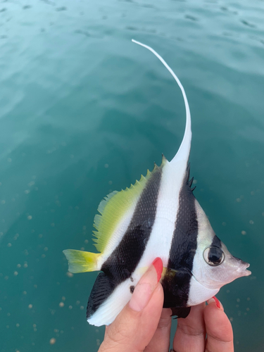 チョウチョウウオの釣果