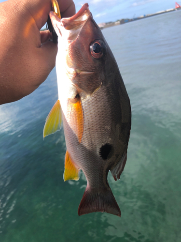 イッテンフエダイの釣果