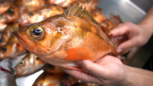 オキメバルの釣果