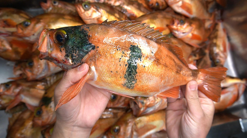 オキメバルの釣果