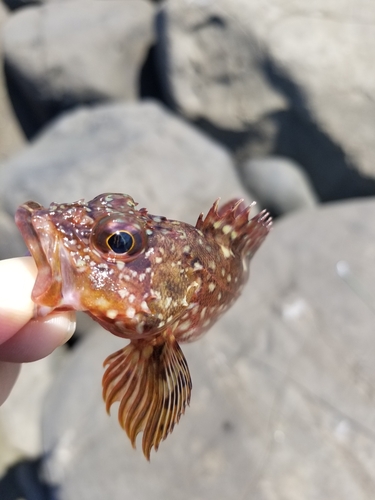 カサゴの釣果