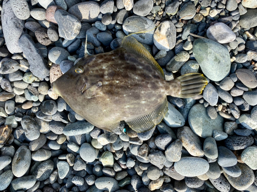 カワハギの釣果