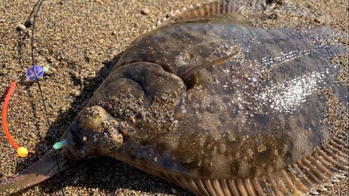 マコガレイの釣果