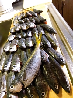 タカベの釣果