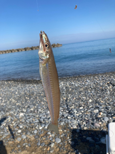 シロギスの釣果