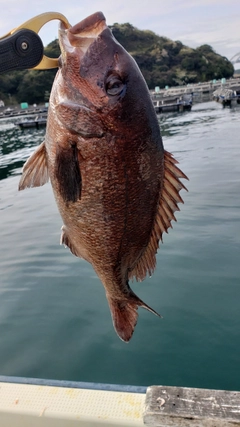 マダイの釣果