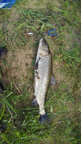 ニゴイの釣果