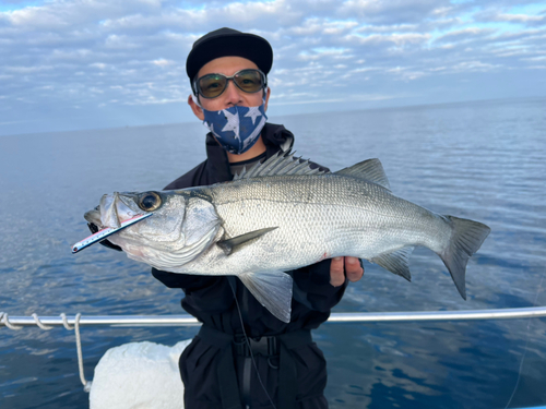 ヒラスズキの釣果