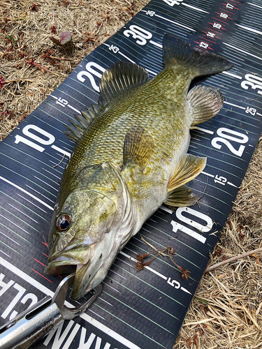 スモールマウスバスの釣果