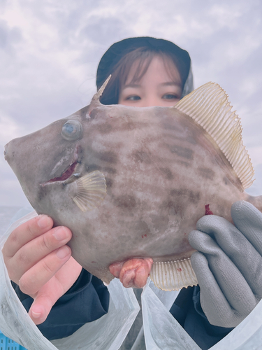 カワハギの釣果