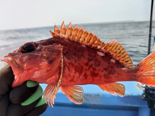 アカハタの釣果