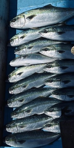 ハマチの釣果