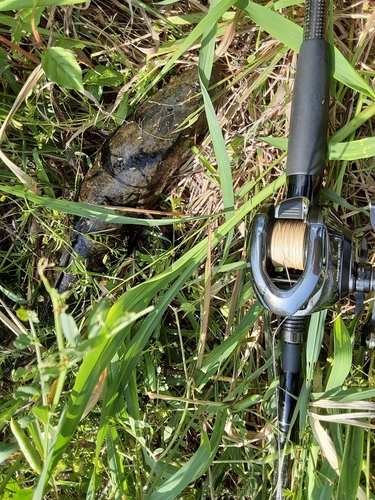 ライギョの釣果