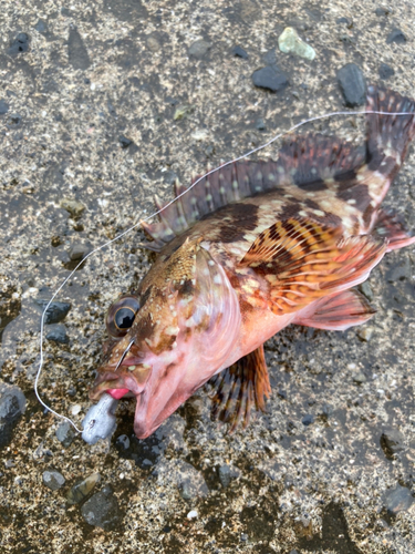 カサゴの釣果