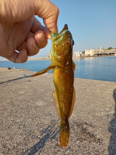 アナハゼの釣果