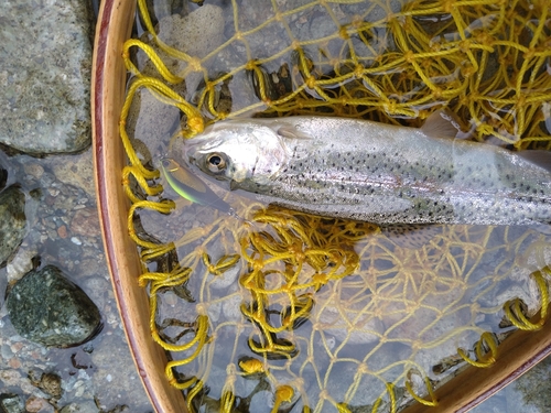 ニジマスの釣果