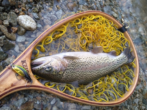 ニジマスの釣果