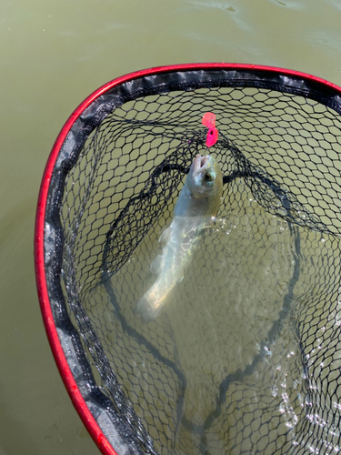 ニジマスの釣果