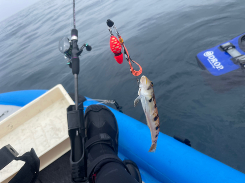 クラカケトラギスの釣果