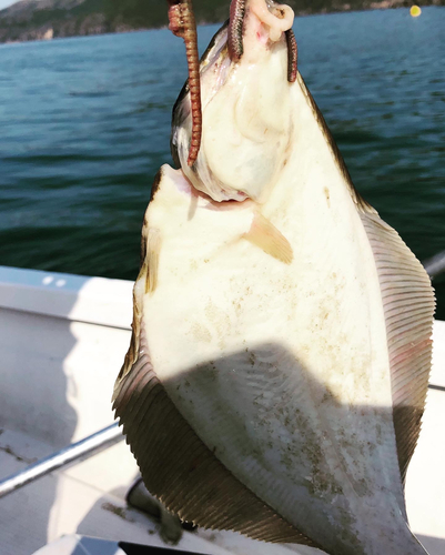 ベッコウゾイの釣果