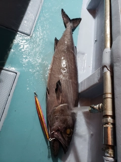 バラムツの釣果