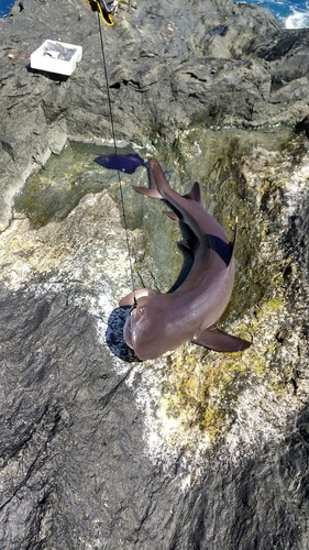 サメの釣果