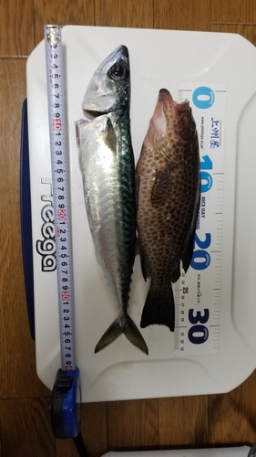 サバの釣果