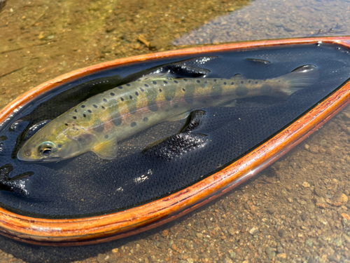 ヤマメの釣果