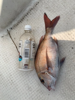 マゴチの釣果