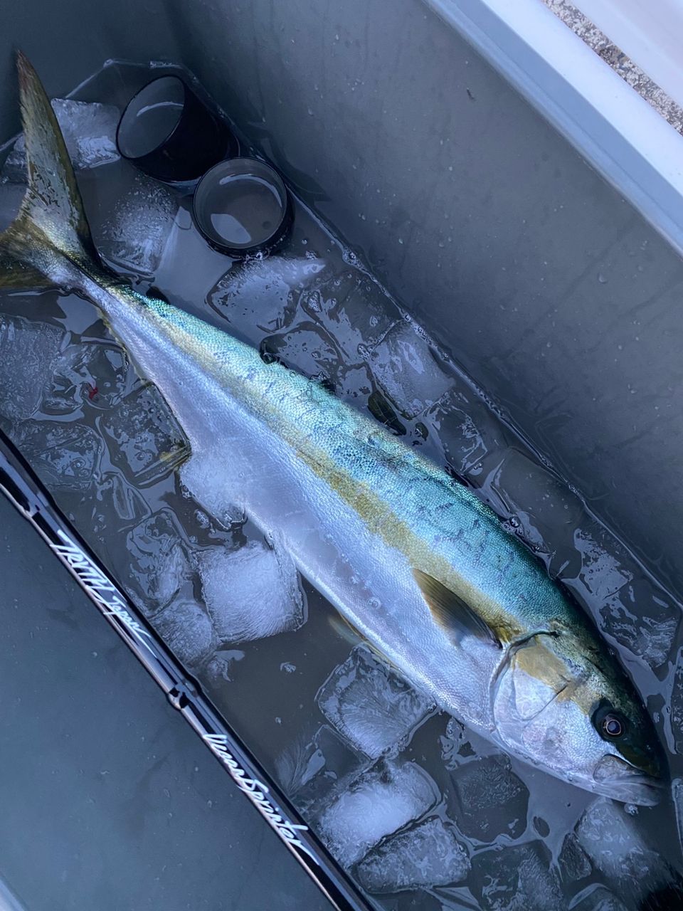 ユウキ@福井さんの釣果 2枚目の画像