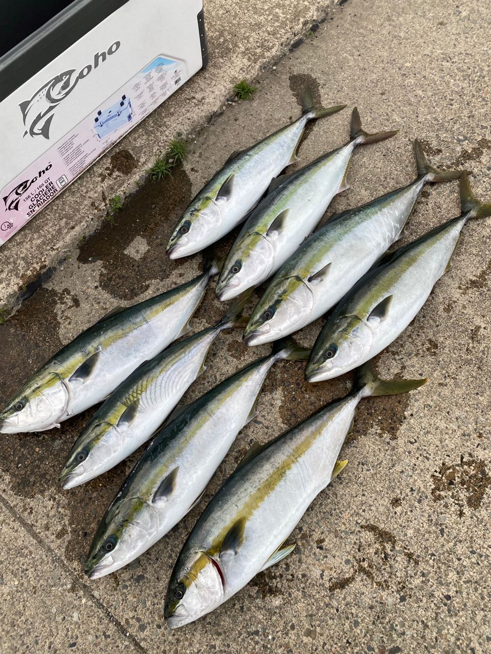 ユウキ@福井さんの釣果 3枚目の画像