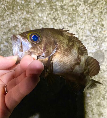 メバルの釣果