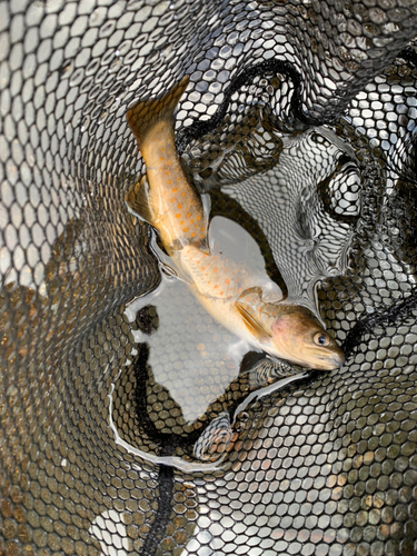 ニッコウイワナの釣果