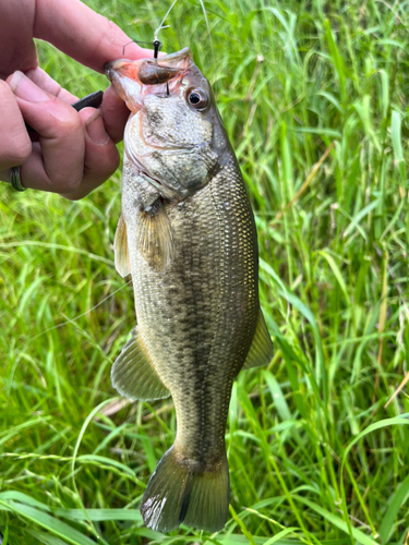 ブラックバスの釣果