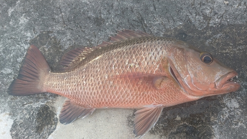 ゴマフエダイの釣果