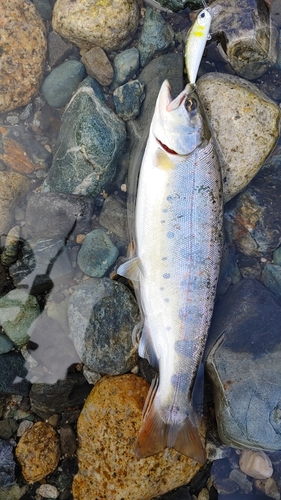 アマゴの釣果