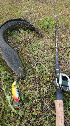 ライギョの釣果