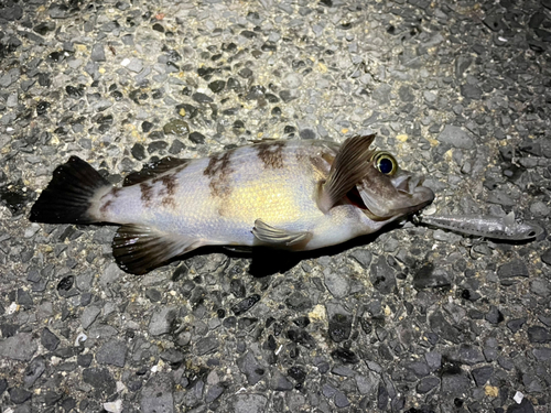 メバルの釣果