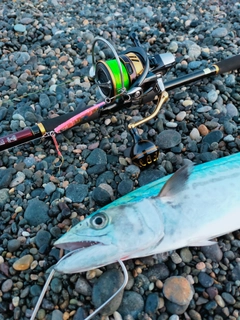 サゴシの釣果