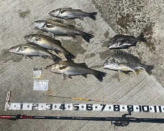 ハネ（マルスズキ）の釣果