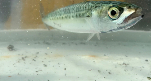 サバの釣果