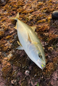 ブリの釣果