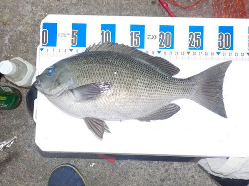 クチブトグレの釣果