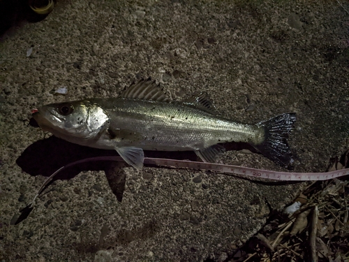 セイゴ（マルスズキ）の釣果