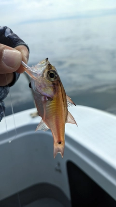 ネンブツダイの釣果