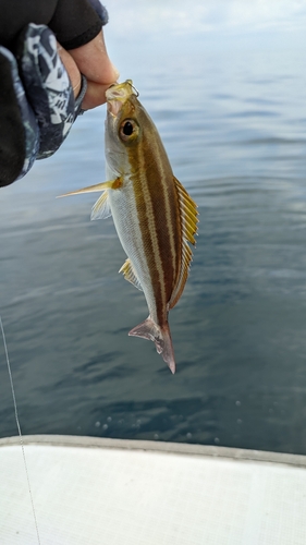 イサキの釣果