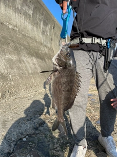 チヌの釣果