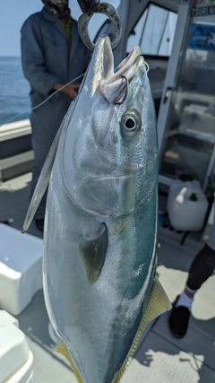 ヤズの釣果