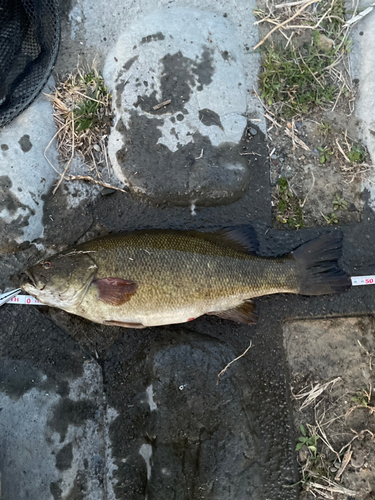 スモールマウスバスの釣果