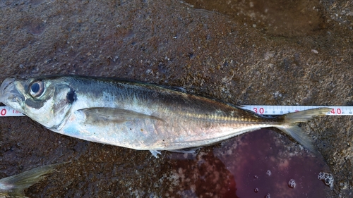 マアジの釣果